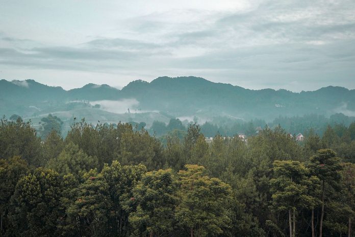 pada deru angin Hutan pinus di bandung utara